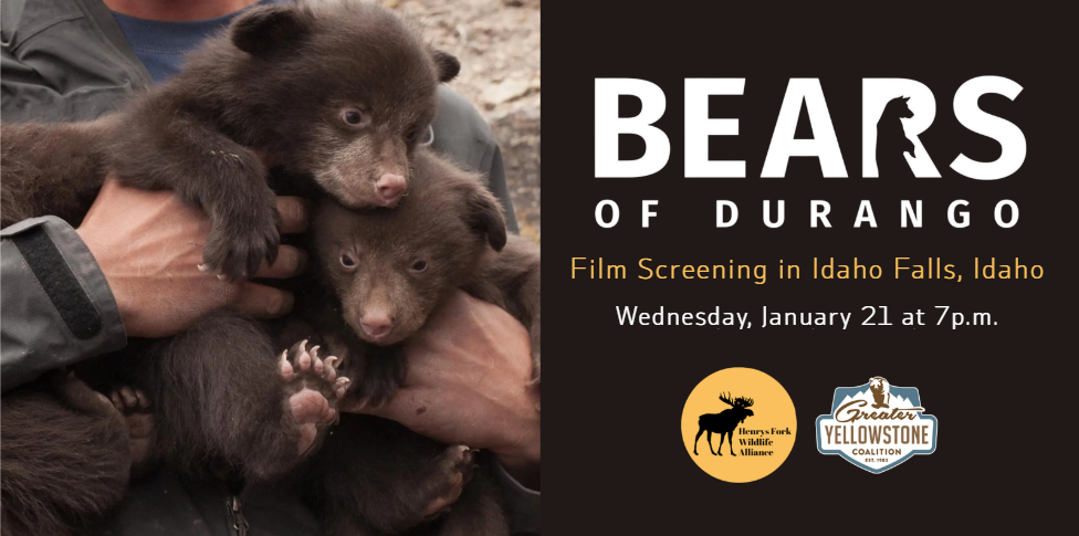 Bears of Durango – Idaho Falls